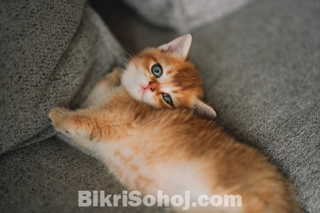 Pure Persian Cat